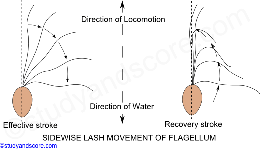 protozoa locomotion, flagellar movement, undulat movement, locomotion, protozoa